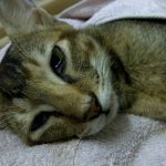 панлейкопения у кошки