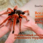паук птицеед