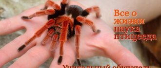 паук птицеед