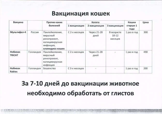 Периоды вакцинации кошек