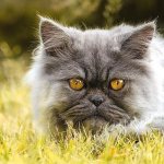 Персидская кошка