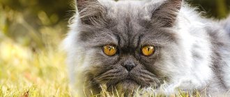 Персидская кошка