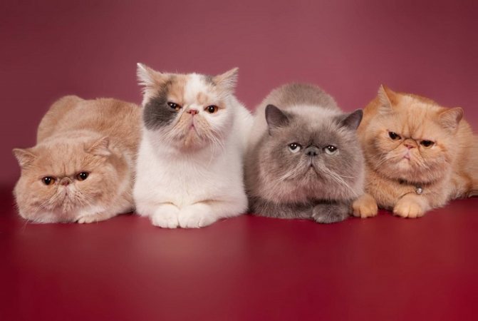 Персидская кошка