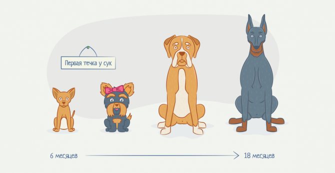 Первая течка у сук