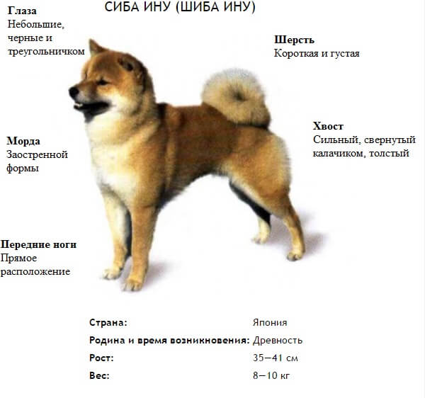 Пес стоит
