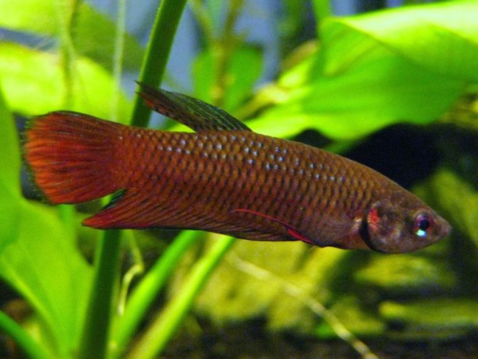 Петушок betta