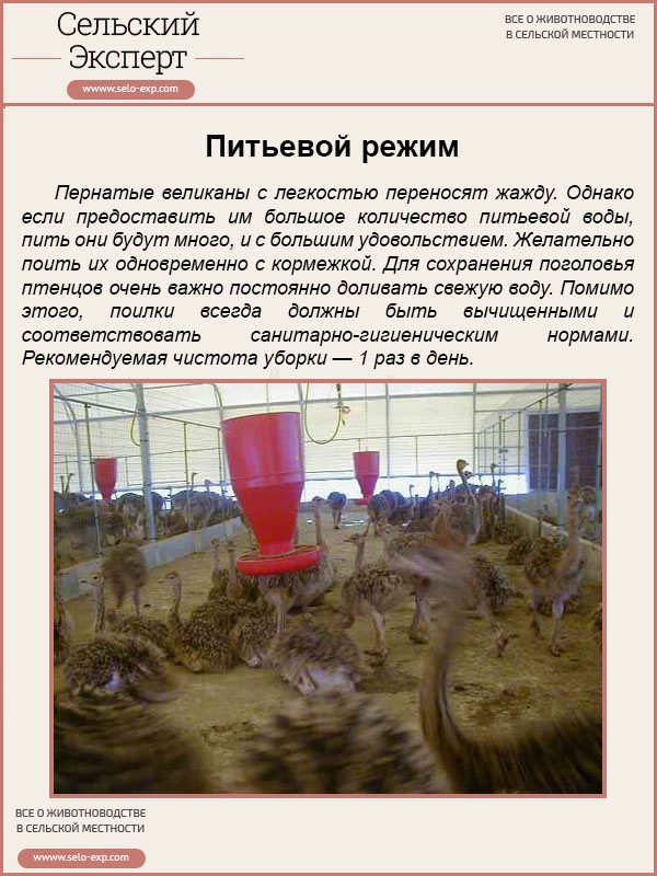 Питьевой режим