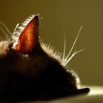 плохой запах из ушей у кошек