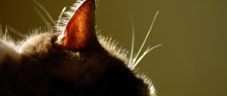 плохой запах из ушей у кошек