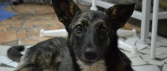 почему бывает отёк лёгких у собак