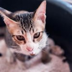 Почему кошка часто писает?