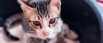 Почему кошка часто писает?