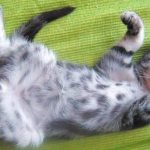 Почему кошка катается на спине