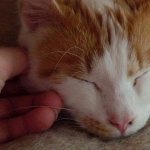 почему кошка кусается когда ее гладишь