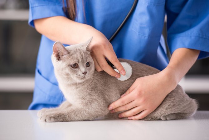 почему кошка кувыркается после вязки