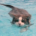 Почему кошки боятся воды