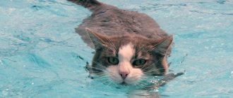 Почему кошки боятся воды