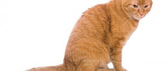 Почему кошки ездят на попе: причины, симптомы, варианты лечения
