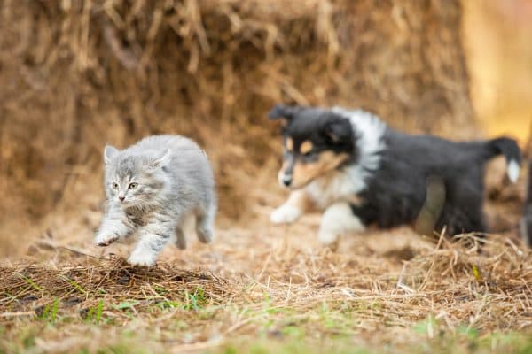 Почему кошки и собаки враждуют