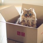 Почему кошки любят коробки и пакеты