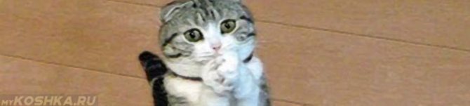 Почему кот постоянно просит есть и что с этим делать?