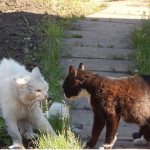 почему коты дерутся