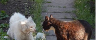 почему коты дерутся