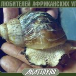 Почему слоится раковина у улитки ахатин