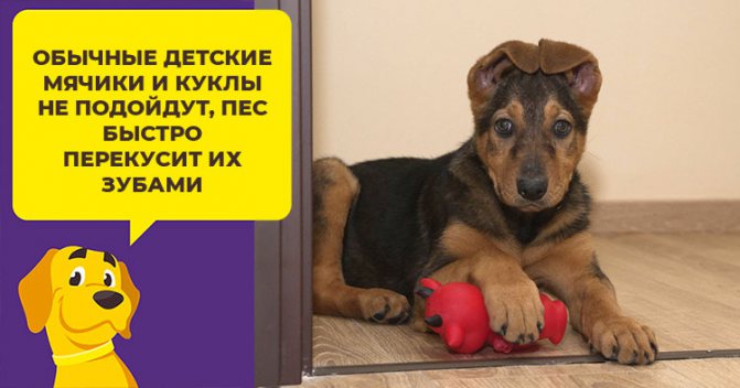 Почему собака грызет мебель, и как отучить питомца от этой привычки