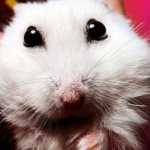 Почему у хомяков выпадают глаза и как помочь маленькому любимцу?