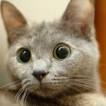 Почему у кошки расширенные зрачки