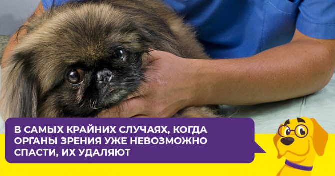 Почему у пекинесов выпадают глаза и как помочь питомцу