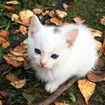 Подобрали котенка с улицы: первые действия без резких движений. Когда и зачем нести найденыша к ветеринару, с каких процедур начать, а какие лучше отложить