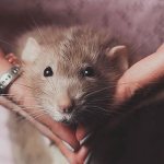 Подружиться с домашней декоративной крысой. Просто и быстро приручаем маленького грызуна к рукам