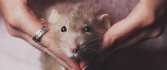 Подружиться с домашней декоративной крысой. Просто и быстро приручаем маленького грызуна к рукам