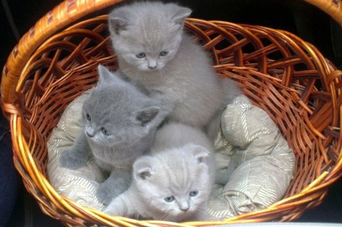 Подстилка для котят