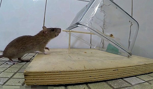 Поймать крысу можно благодаря достаточно тяжелой емкости, упирающейся на неустойчивую опору.