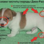 Показатели чистоты