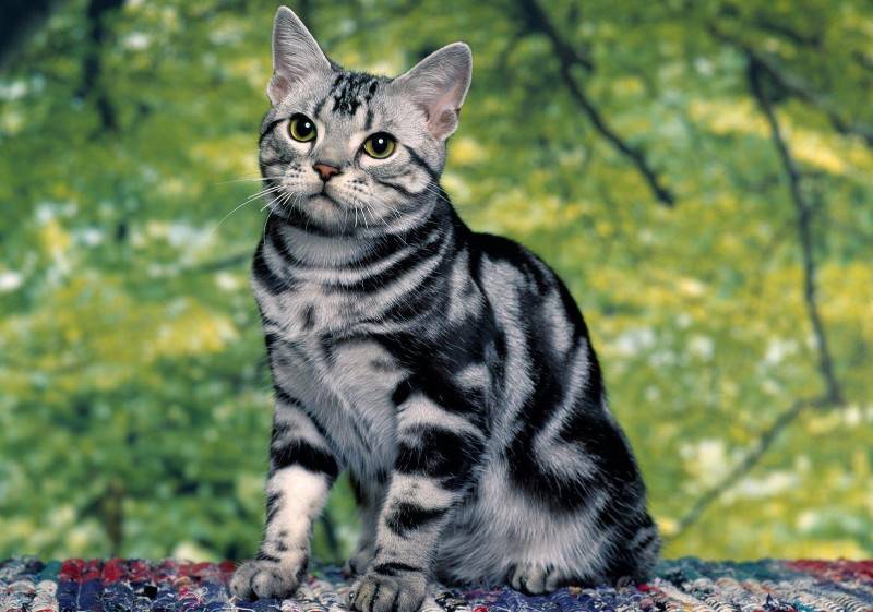 полосатая кошка