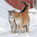 половое созревание у котов
