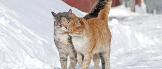 половое созревание у котов