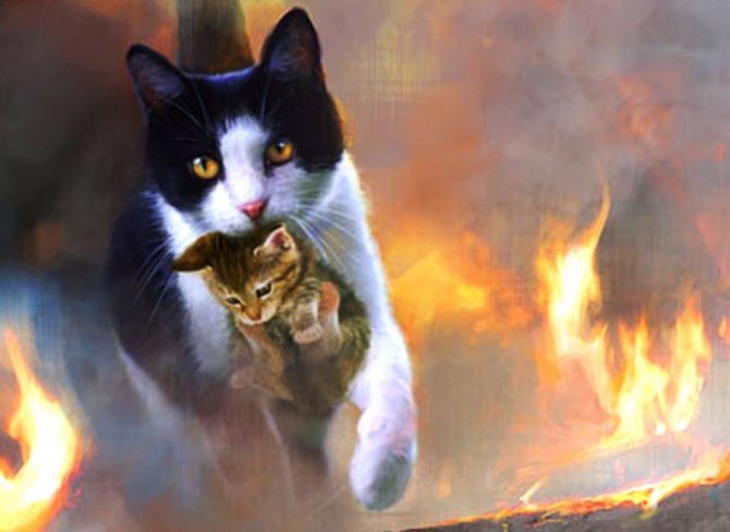 Польза кота для человека