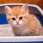 понос у котенка