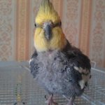 Попугай Корелла