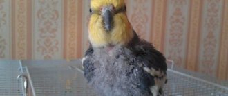 Попугай Корелла