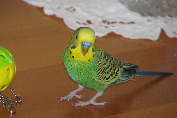 Попугай на столе
