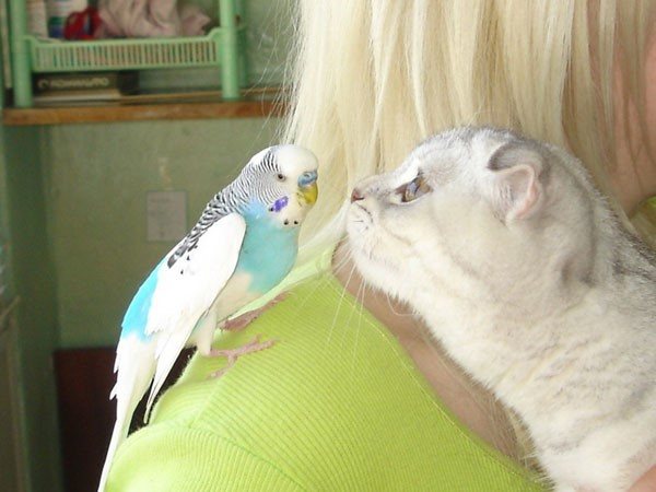Попугайчик и кошка