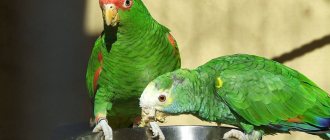 Попугаю необходимы витамины и минеральные подкормки