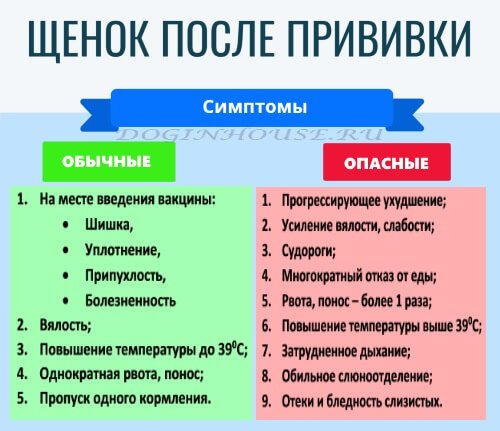 После прививки у собаки понос?
