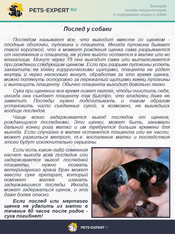 Послед у собаки